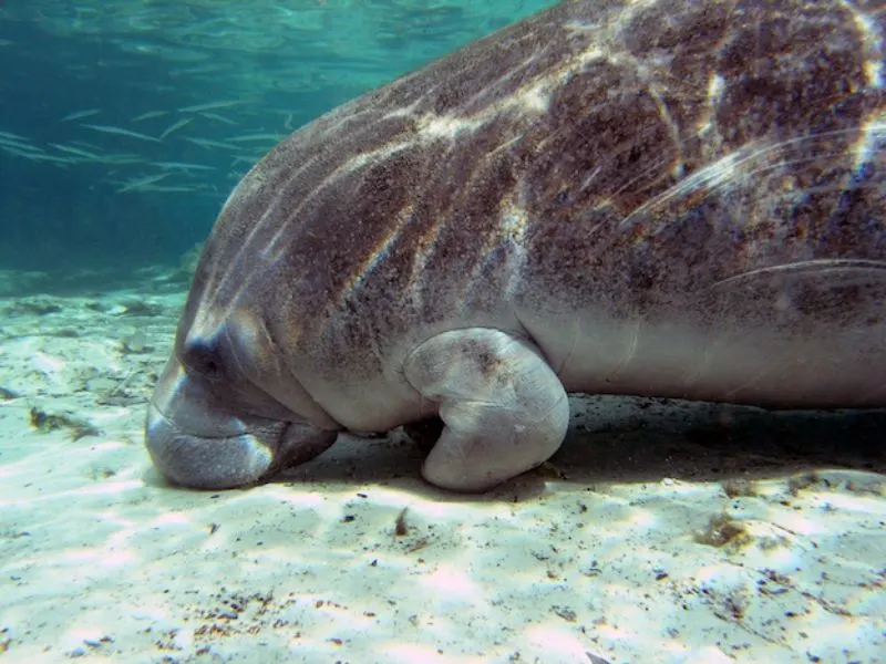 5 Different Types of Manatees to Know 7 Manatees' Favorite Food