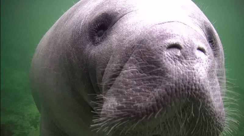 Manatees eyes