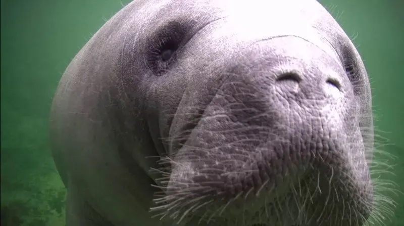 Manatees eyes