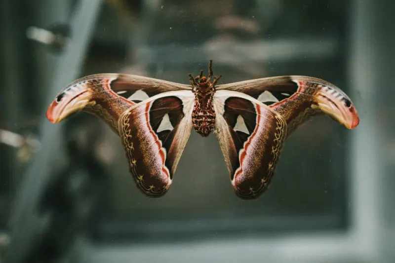 12 Animals with the Best Sense of Smell 12 Animals with the Best Sense of Smell