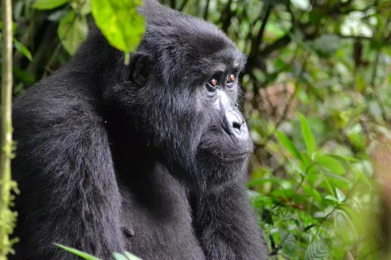 Mountain Gorillas