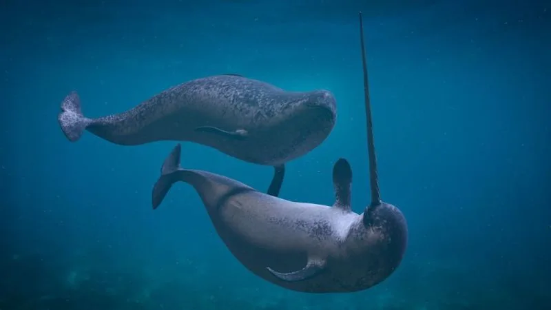 23 Fun, Interesting Facts About Whales 6 Narwhal