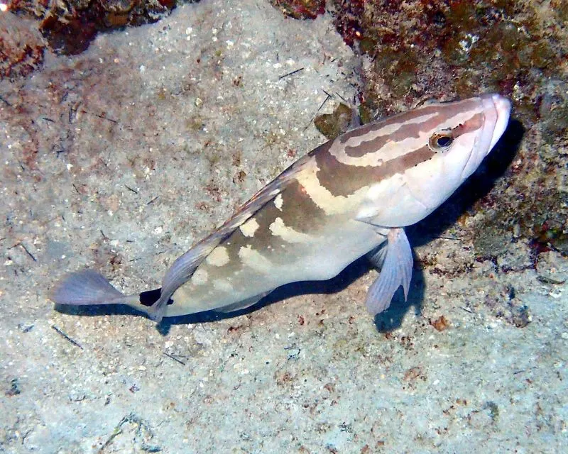 Nassau Grouper