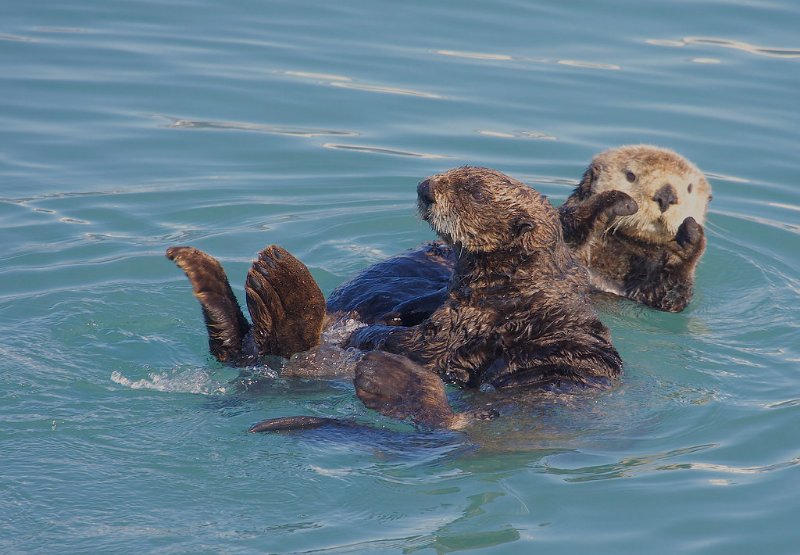 Pair of Northern Sea Otter