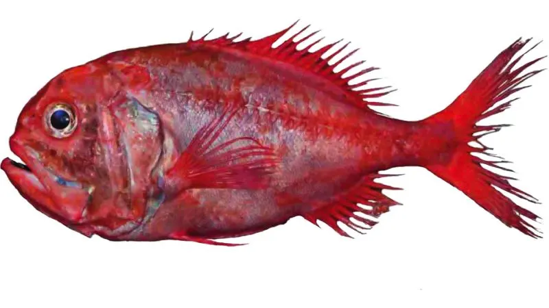 Orange Roughy