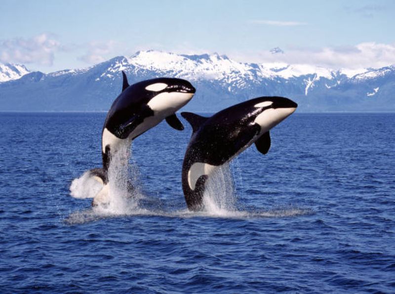 Whale jumping above the water