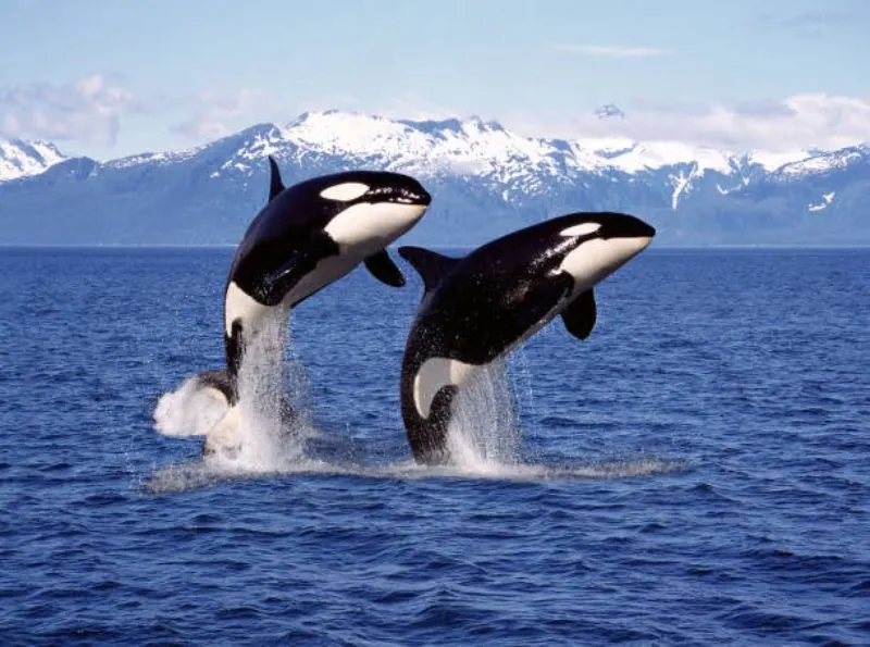 Killer Whale: Is This Animal Endangered? 2 Whale jumping above the water
