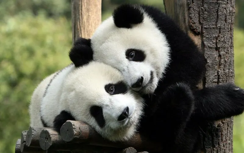 17 Encouraging Endangered Species Success Stories 9 Pandas