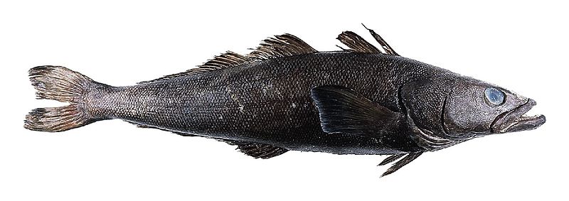 Patagonian Toothfish