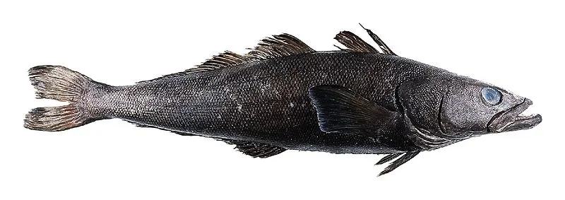 Are Fish Endangered? What You Need to Know 15 Patagonian Toothfish