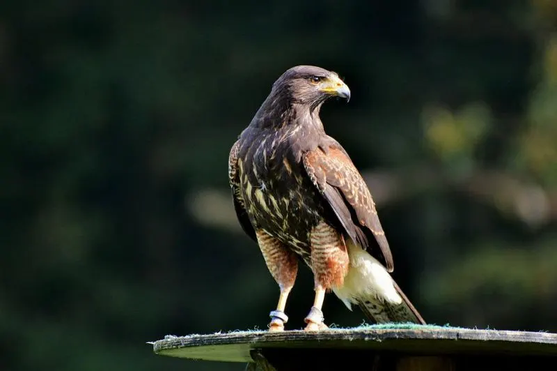 Peregrine Falcons