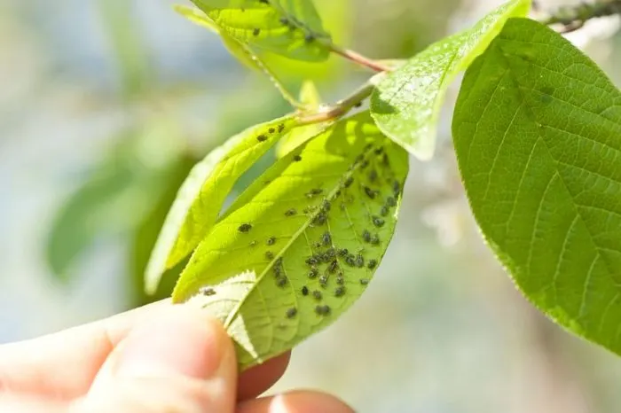 leaf with pest