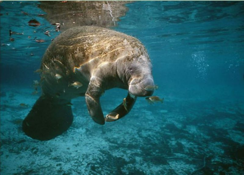 Physical Features of Manatee Species