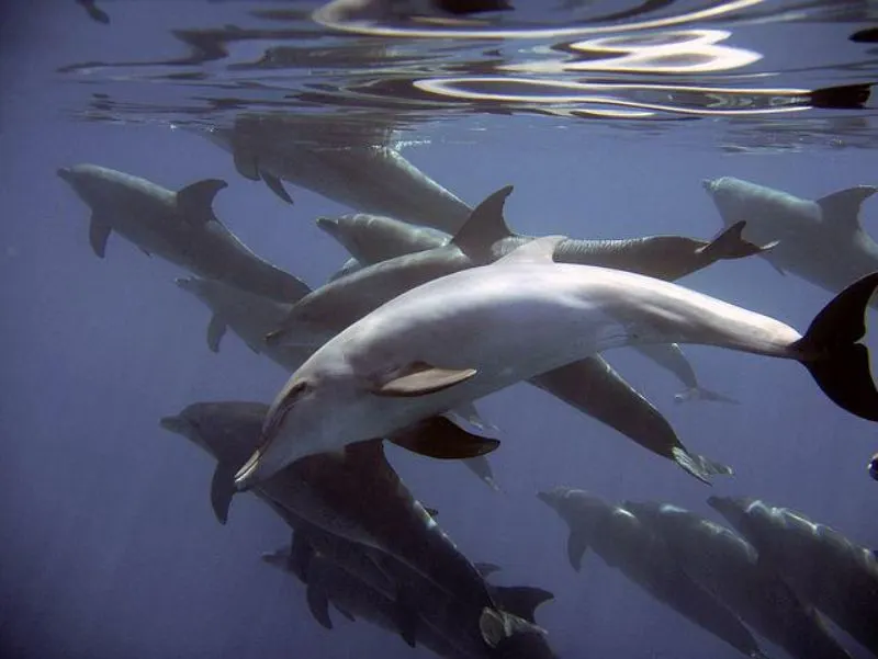 23 Fun, Interesting Facts About Whales 21 Pod Of Whales