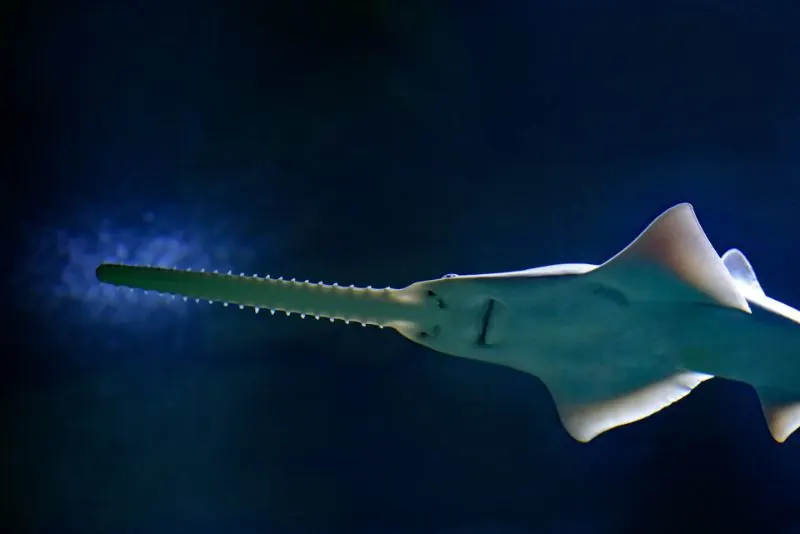 Pointed Sawfish