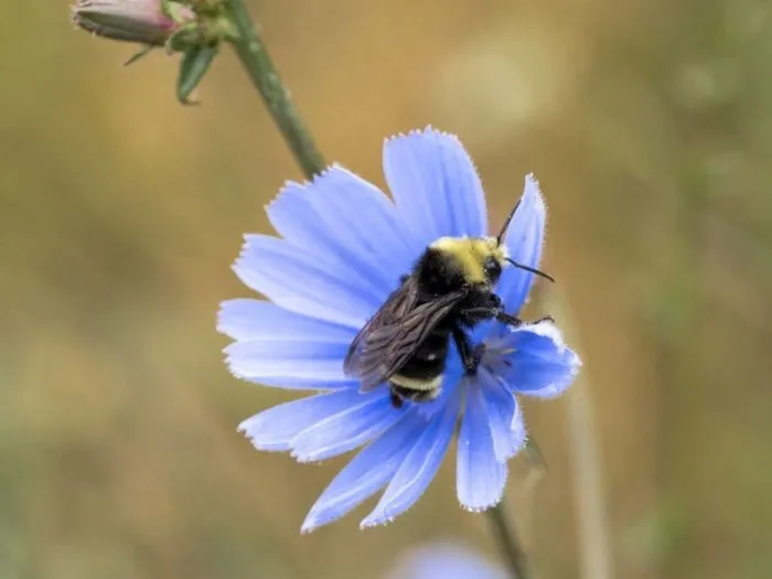 bee pollination