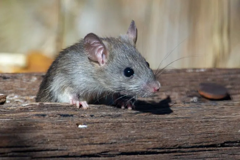 12 Animals with the Best Sense of Smell 9 Rat