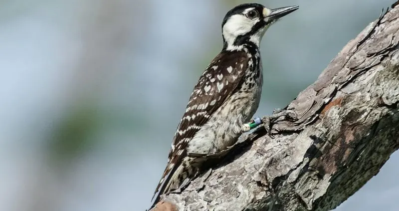 17 Encouraging Endangered Species Success Stories 12 Red-Cockaded Woodpeckers