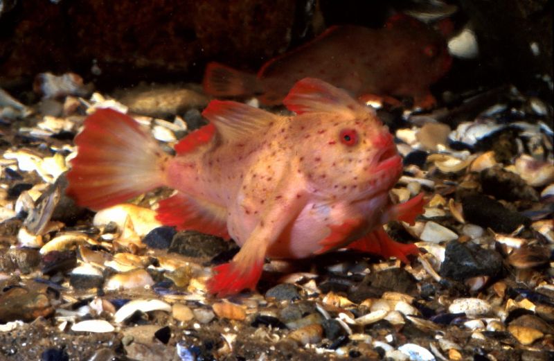 Red Handfish