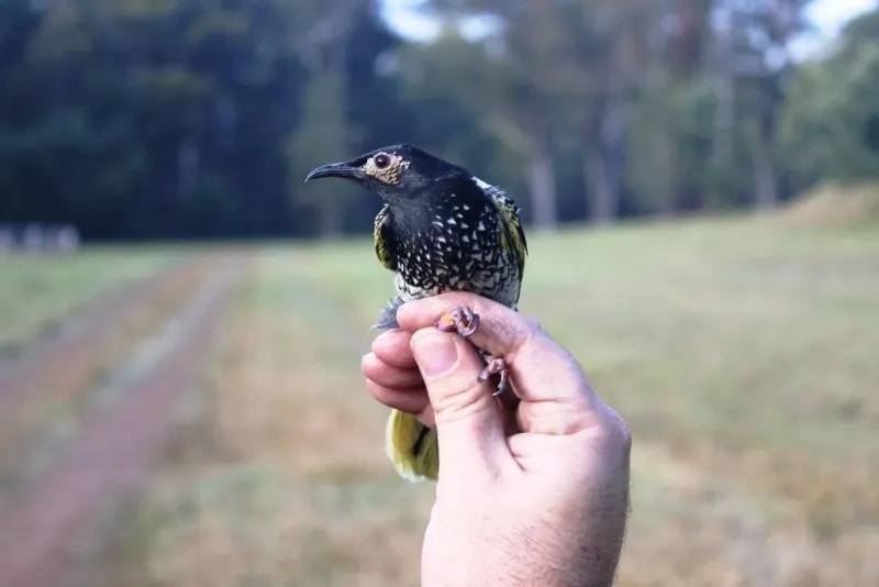 17 Most Endangered Birds Around the World 11 Regent Honeyeater on a Hand