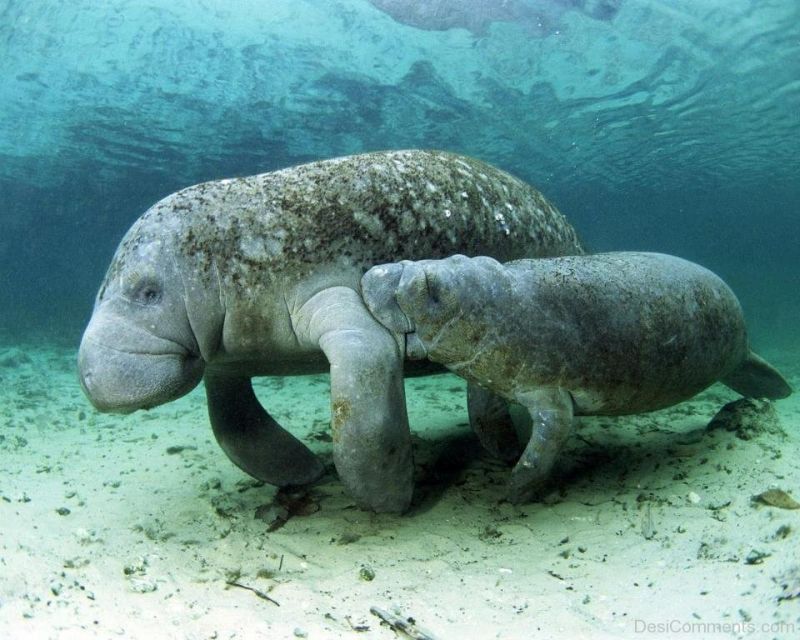 Reproduction in Male and Female Manatees