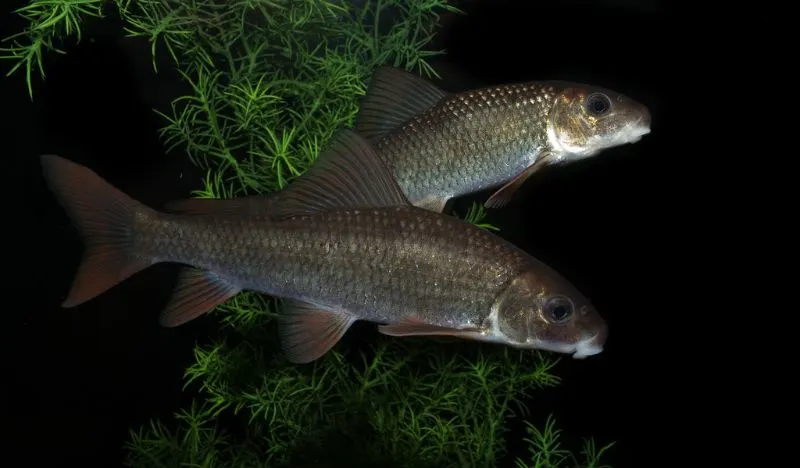 Are Fish Endangered? What You Need to Know 28 Robust Redhorse