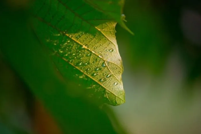 How to Utilize Greenhouse Bees for Pollination 8 safe environment