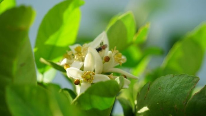 plant pollination itself