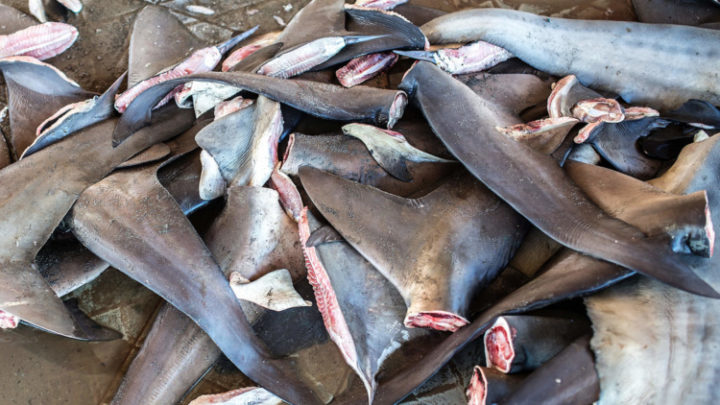 Shark Finning