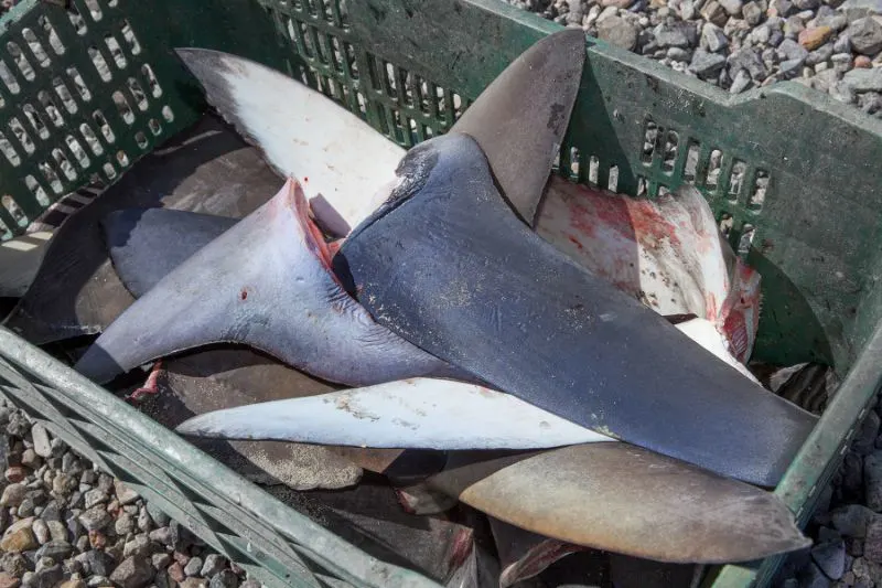 Shark Fins in the bucket