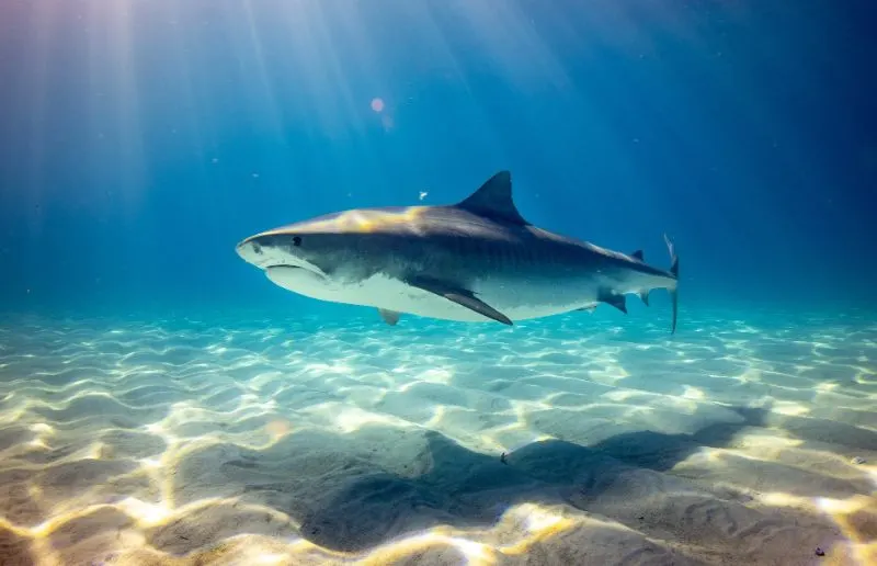 12 Animals with the Best Sense of Smell 2 Shark