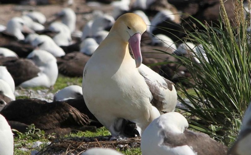 Adult Short-tailed Albatross