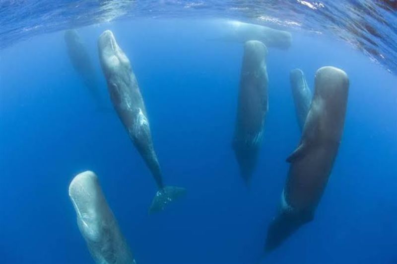 Sleeping Sperm Whales