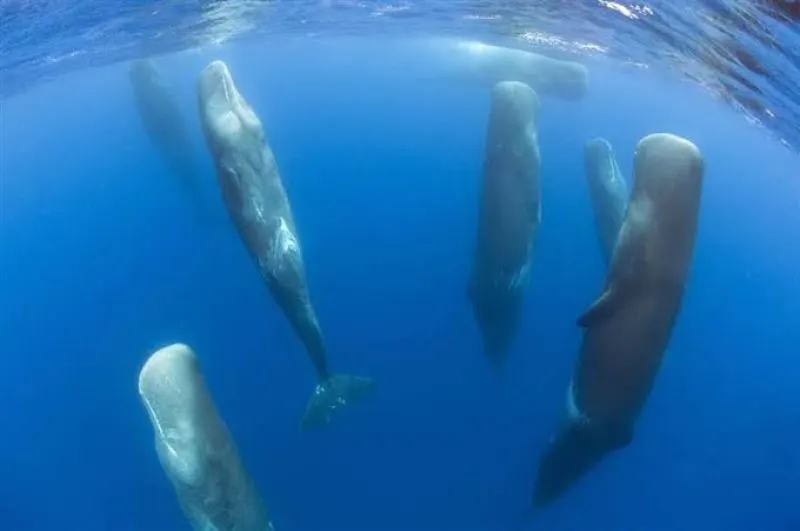 23 Fun, Interesting Facts About Whales 20 Sleeping Sperm Whales