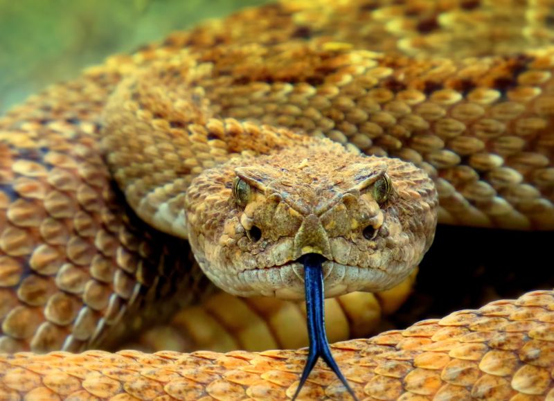 Yellow snake with blue tongue