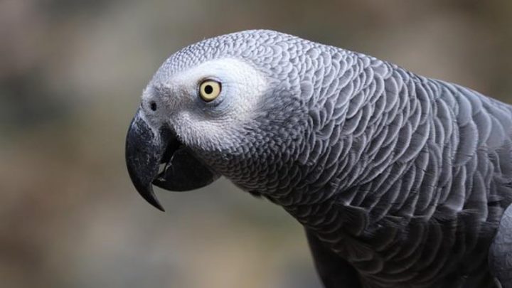 Face of African Grey Parrot