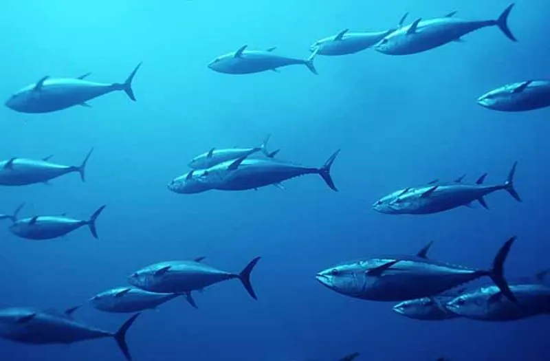 Southern Bluefin Tuna