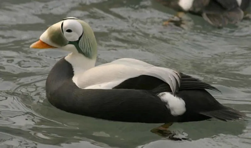 Lone Spectacled Eider