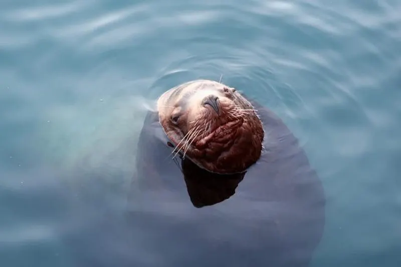 10 Most Endangered Species in Alaska 1 Steller Sea Lion in the Water