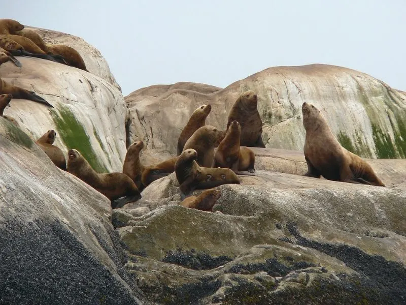 Steller Sea Lions-á