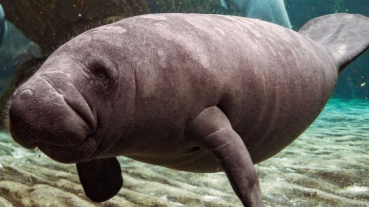 The Different Types of Manatees