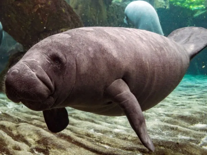 The Different Types of Manatees