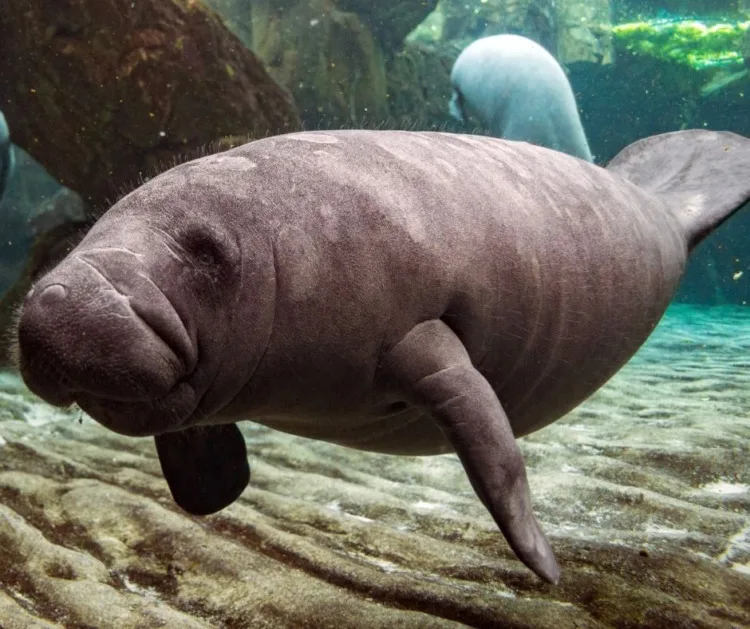 5 Different Types of Manatees to Know 1 The Different Types of Manatees
