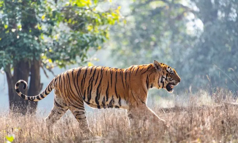 17 Encouraging Endangered Species Success Stories 5 Tiger