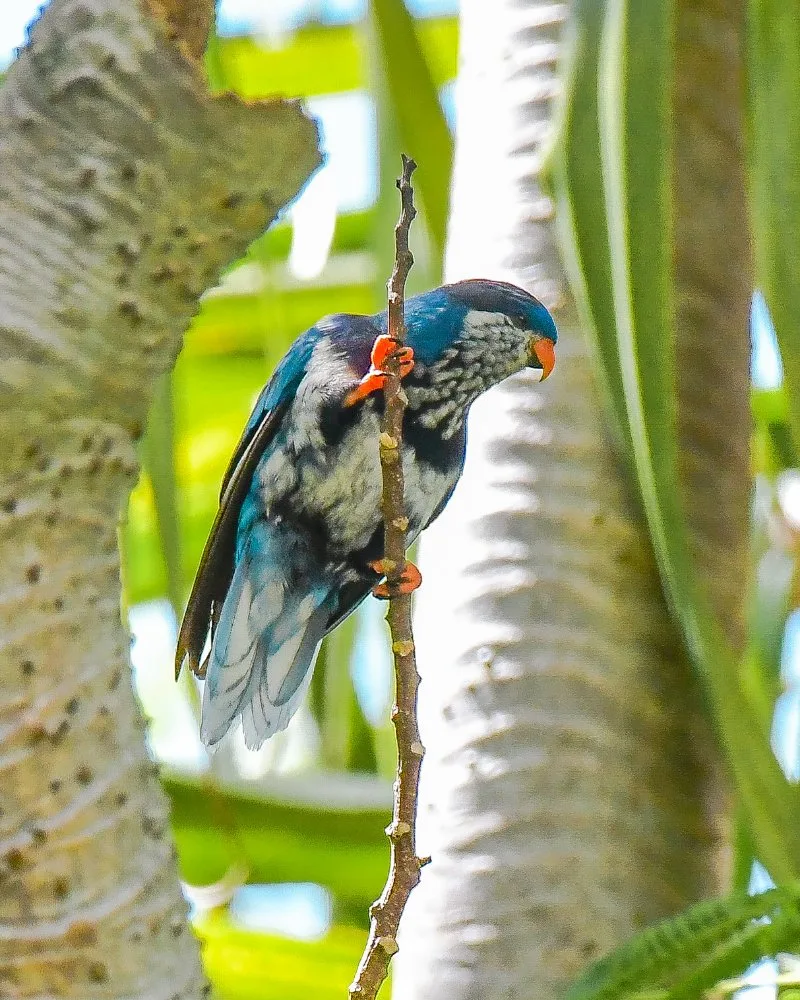 Ultramarine Lorikeets on a Tree Branch