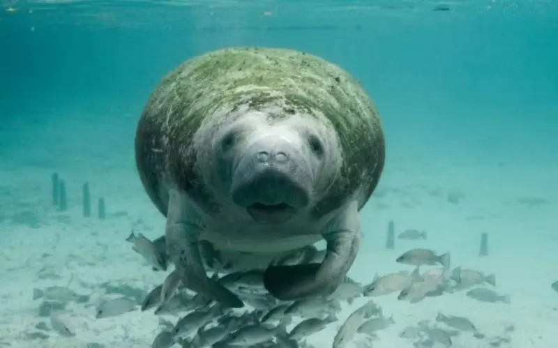5 Different Types of Manatees to Know 2 West African Manatee (Trichechus senegalensis)