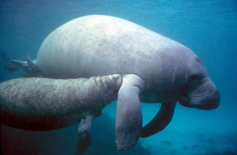 5 Different Types of Manatees to Know 3 West Indian Manatee (Trichechus manatus)