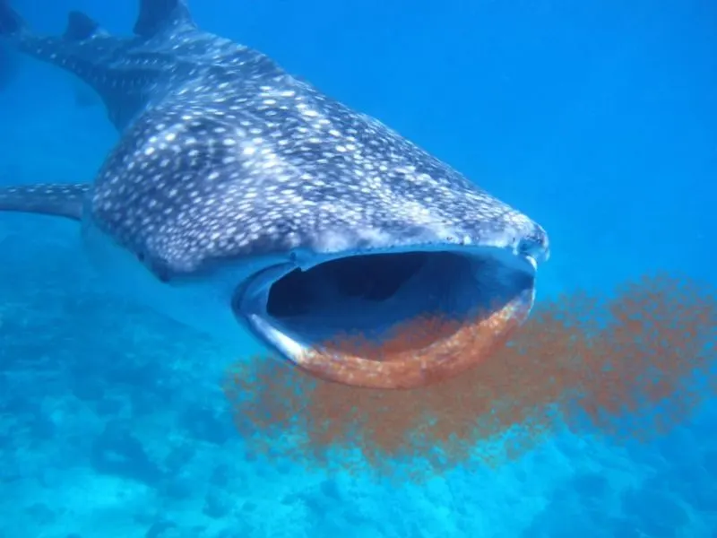 Blue Whale Eating Krills