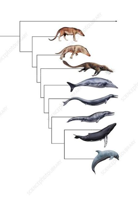 Whale Evolution