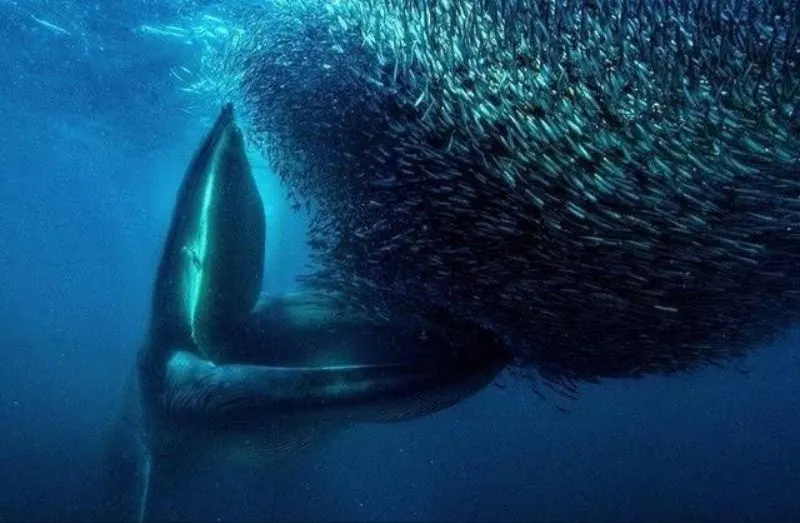 Whales Feed On Fish And Other Aquatic Animals